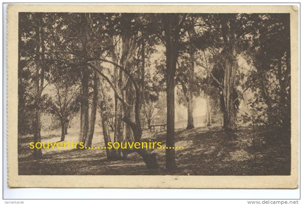 CPA  ALGERIE  AIN SEFRA  le Bois de la .....