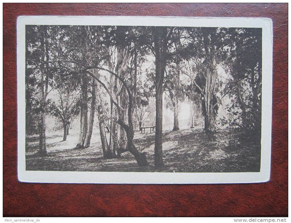 Ain Sefra Le Bois de La Dune Algerie Algerien AK CPA