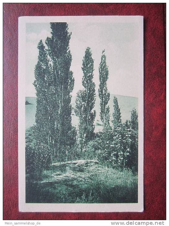 Ain Sefra La Dune Algerie Algerien AK CPA