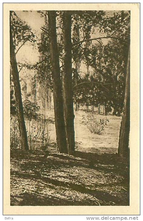 CPA    Aïn Sefra   Sous bois   F-1005