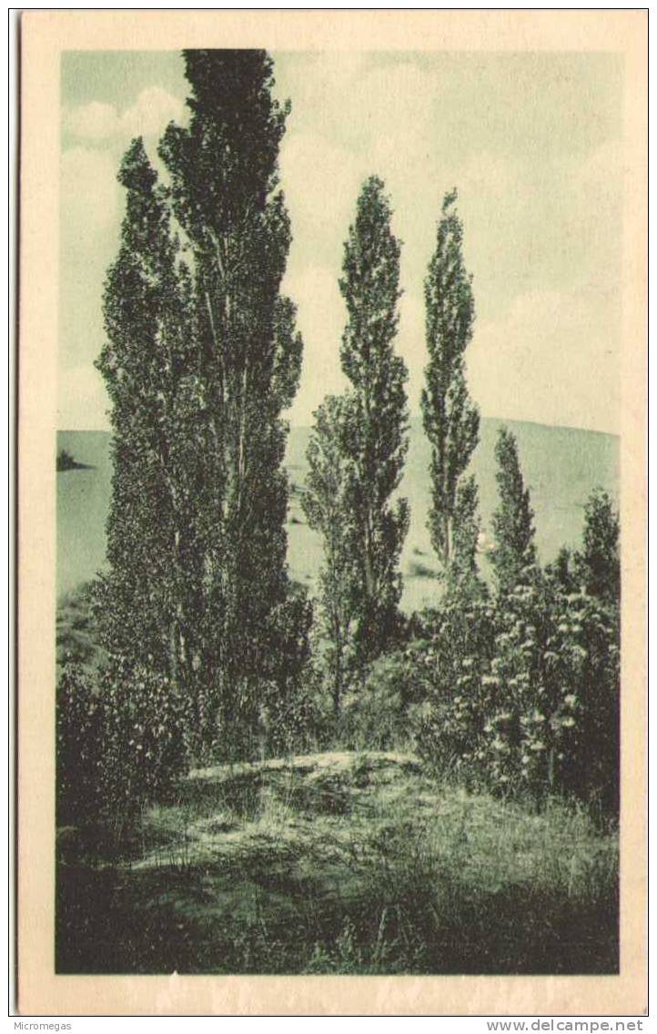 ALGERIE - AÏN-SEFRA - La Dune