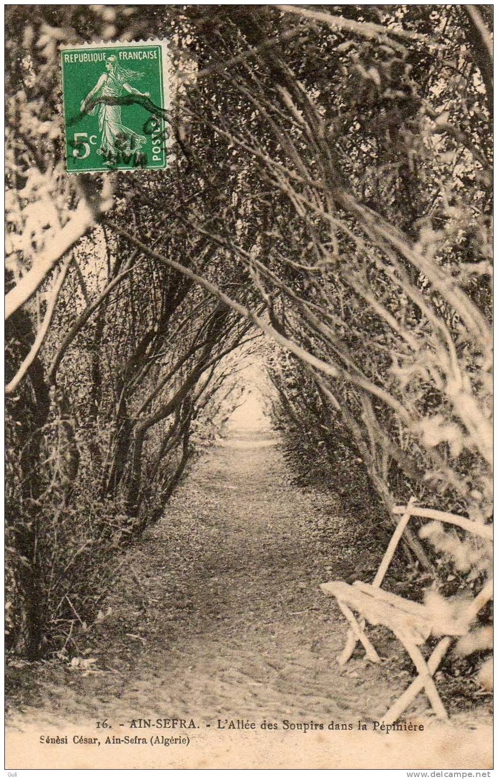 ALGERIE -  AÏN SEFRA - L´Allée des Soupirs dans la Pépinière - année 1912 - Editions Sénèsi César n° 16 *PRIX FIXE