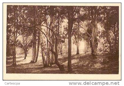 Ain sefra le bois de la dune