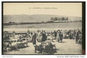 ALGERIE AIN-SEFRA /   Le marché aux moutons   /