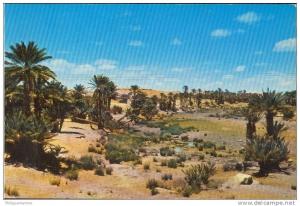 Algèrie - Aïn Sefra  La Palmeraie de Tiout