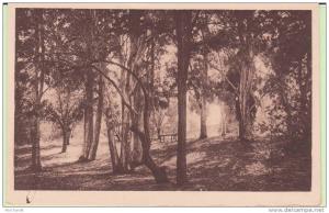 ALGERIE.AIN SEFRA.LE BOIS DE LA DUNE