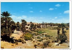 AÏN SEFRA La Palmeraie de Tiout