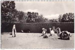 TAMANRASSET - Chameaux au repos