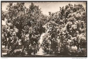 cpsm TAMANRASSET (ALGERIE) avenue de in salah    (bon etat)