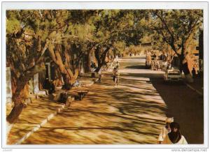 CPM         ALGERIE      LE HOGGAR      TAMANRASSET           RUE OMBRAGEE ANIMEE