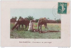 AFRIQUE,AFRICA,AFRIKA,col onie,Algérie française,1910,sud algérien,TAMANRASSET,cham eaux,paturage dans le désert,rare