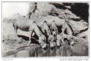 Anes s'abreuvant à la Guelta de Ihenras ( Tamanrasset ), Algérie
