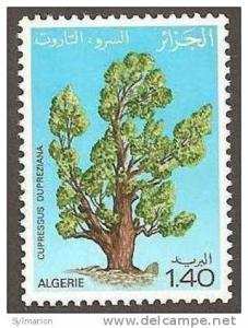 (11784).Algérie 1981 y&t n°733**.    Journée mondiale de l´arbre,Cupressus dupreziana (Cyprès du Tassili).