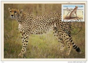 Algerije - n ° 1413 Maximum Card cheeta's de cheetah Tassili