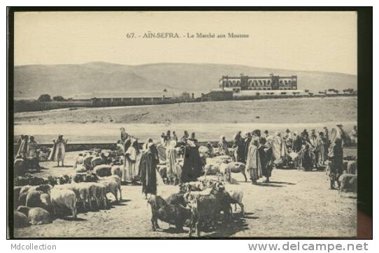 ALGERIE AIN-SEFRA /   Le marché aux moutons   /