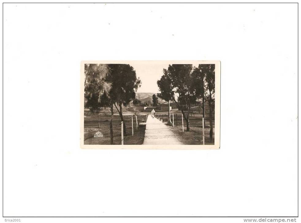 algérie ; ain sefra   avenue du monuments aux morts