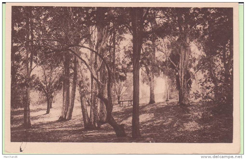 ALGERIE.AIN SEFRA.LE BOIS DE LA DUNE