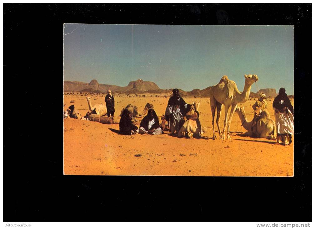 TAMANRASSET Algérie  caravane Touareg ( chameaux camel )