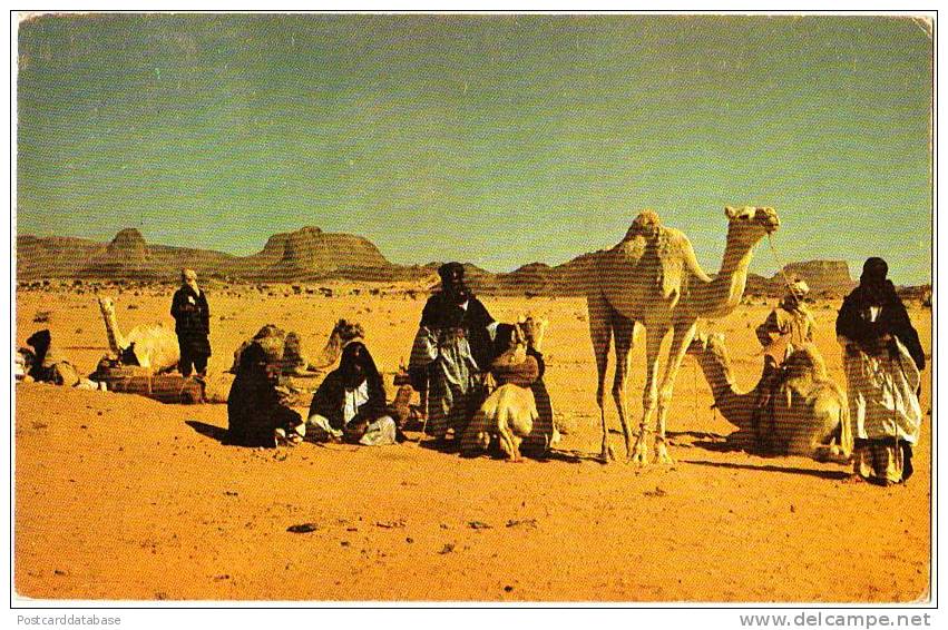 Tamanrasset - Caravane Touareg - & camel