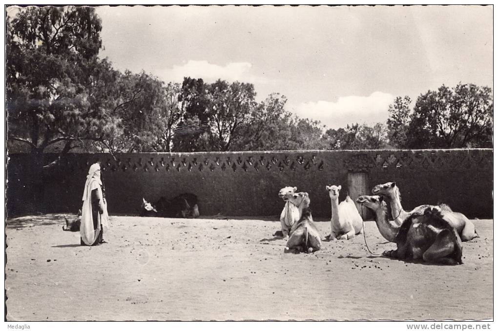 TAMANRASSET - Chameaux au repos