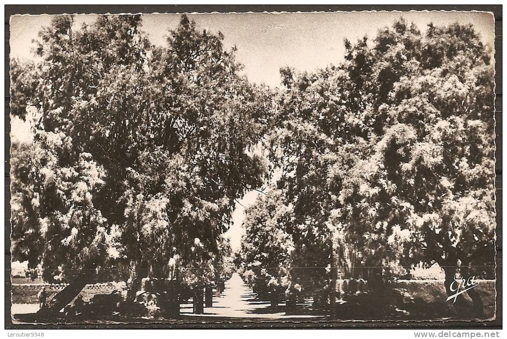 cpsm TAMANRASSET (ALGERIE) avenue de in salah    (bon etat)