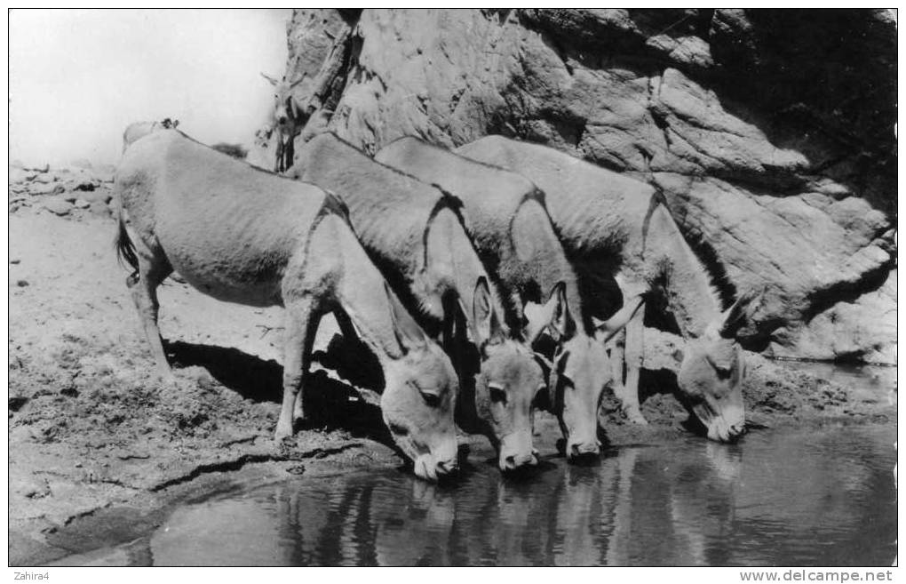 7 - Anes s'abreuvant à la Guelta de Ihenras(Tamanrasset) - Coopérative Scolaire de Tamanrasset(Territoires des Oasis)