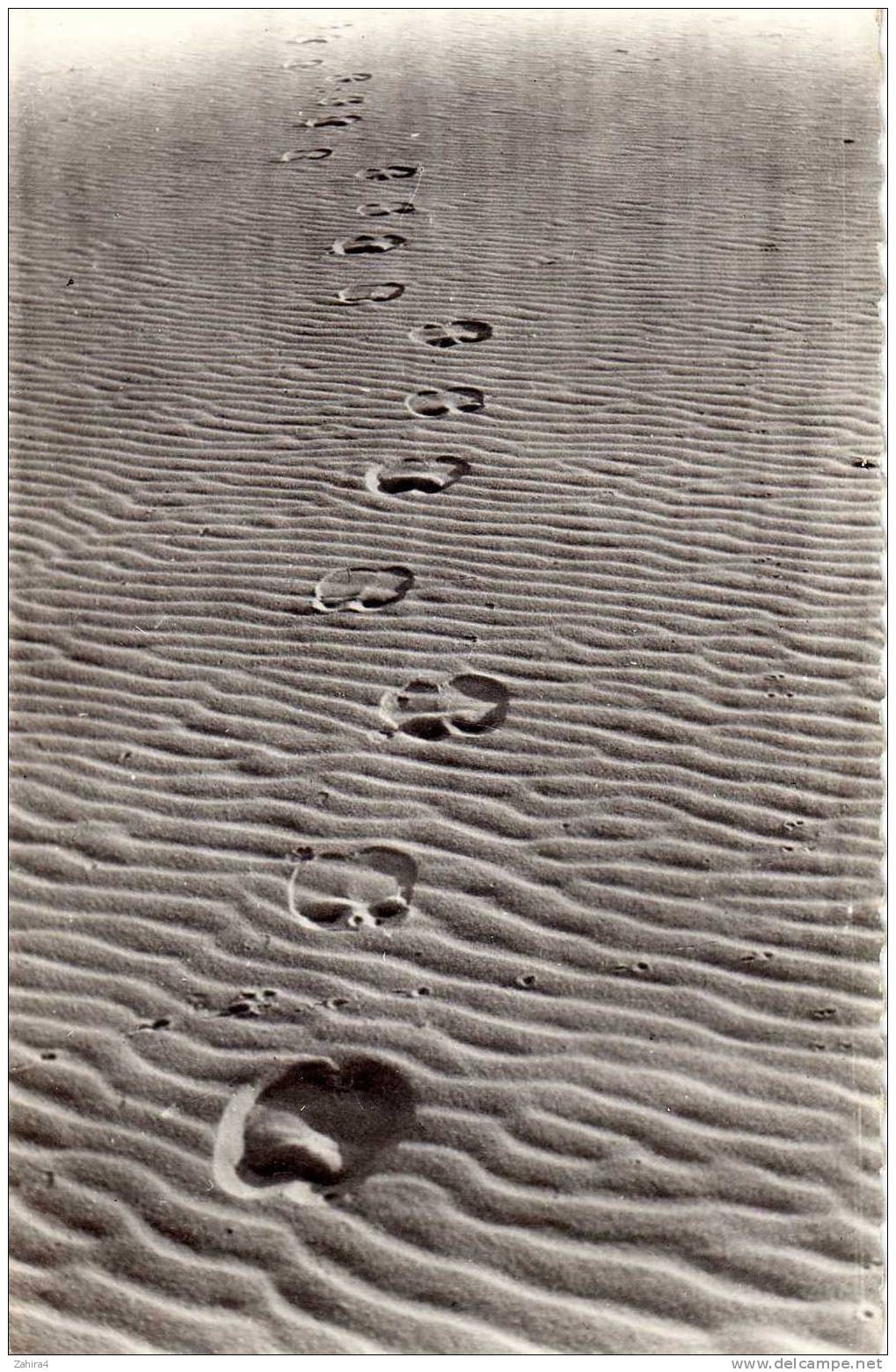 5 - Le langage du sable - Coopérative Scolaire de Tamanrasset(Territoires des Oasis)