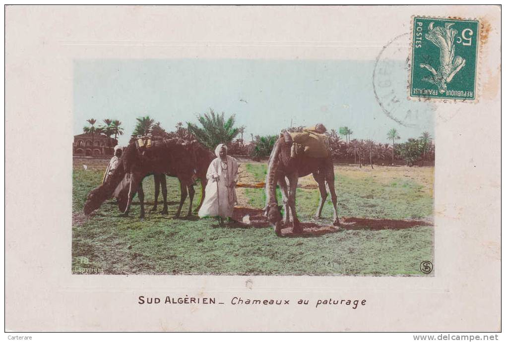 AFRIQUE,AFRICA,AFRIKA,col onie,Algérie française,1910,sud algérien,TAMANRASSET,cham eaux,paturage dans le désert,rare