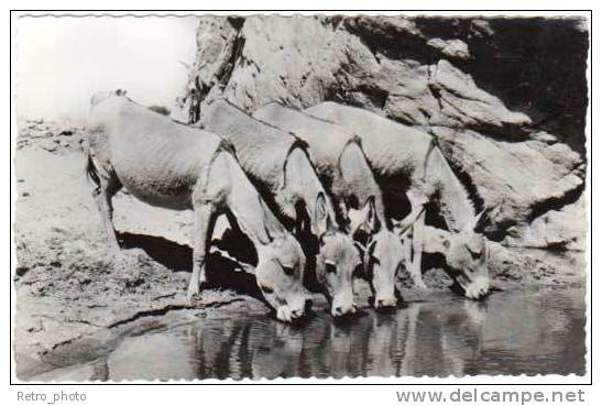Anes s'abreuvant à la Guelta de Ihenras ( Tamanrasset ), Algérie