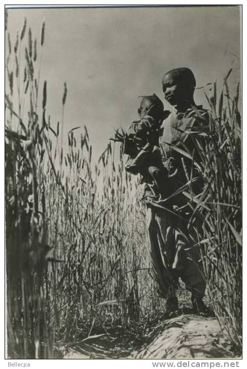TAMANRASSET Ligne du Hoggar Champ de Blé Cpsm
