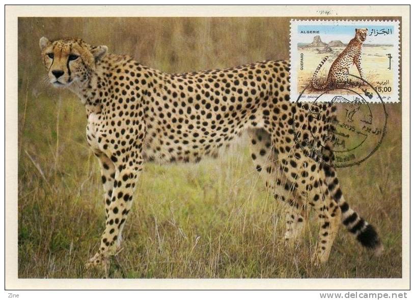 Algerien - n ° 1413 Maximum Card Geparden der Gepard tassili