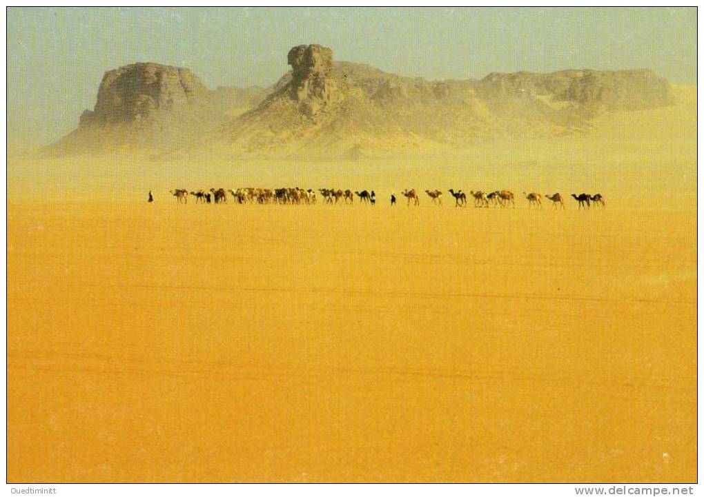 Algérie , tres belle cpm , du Sahara , Tassili des Ajjers.