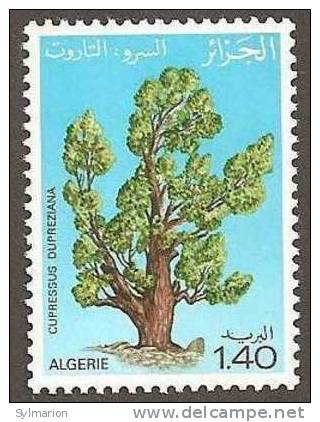 (11784).Algérie 1981 y&t n°733**.    Journée mondiale de l´arbre,Cupressus dupreziana (Cyprès du Tassili).