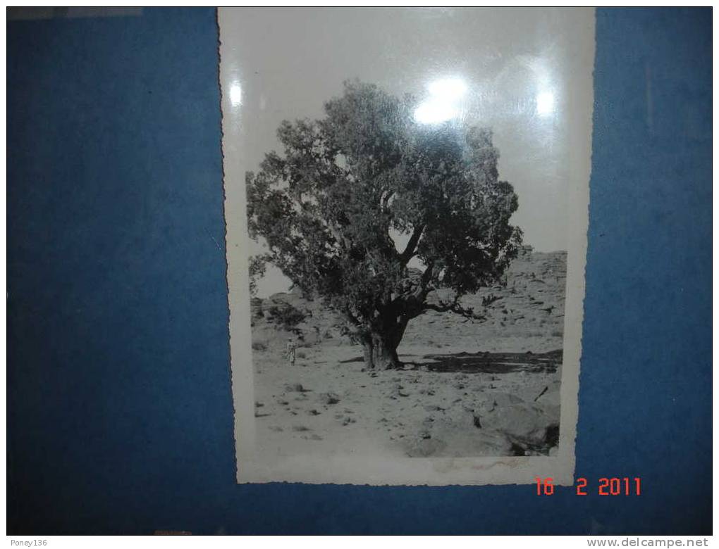 Tassili des Affers_cypres du commandant Duprez