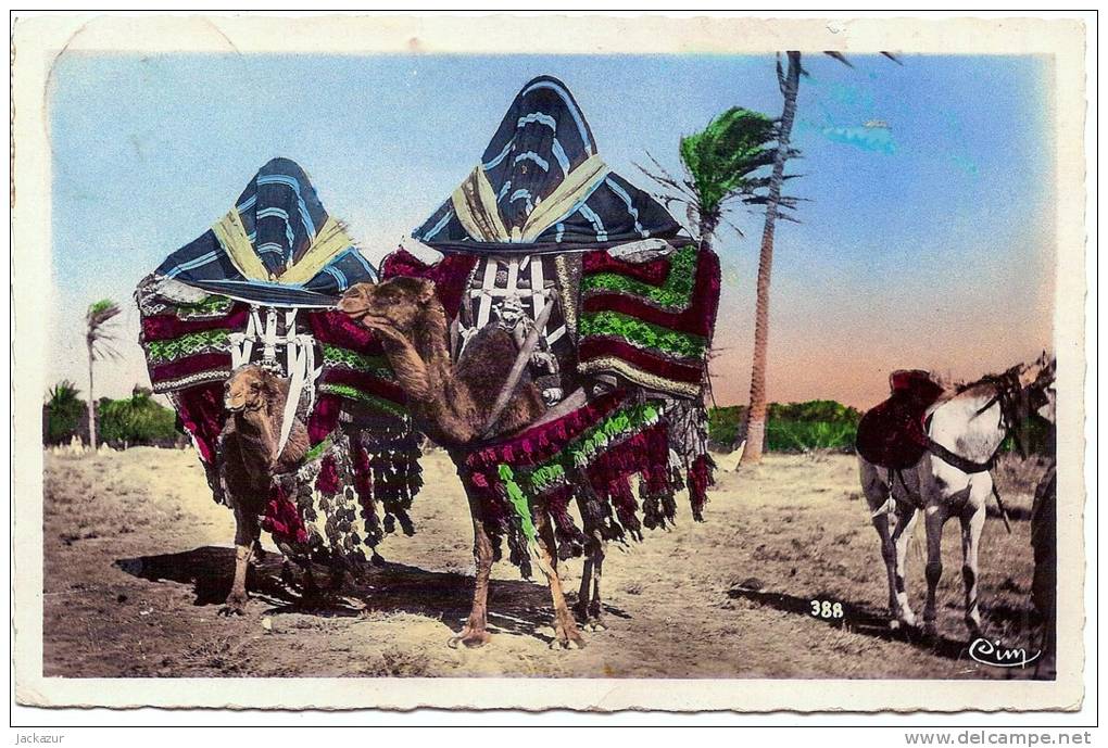 CP Bassours ou harem mobiles .Oblitération Bordj-bou- Arreridj. Taxe Belge à l'arrivée.