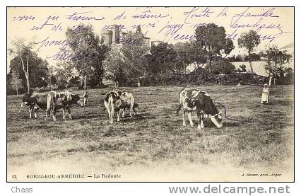 cpa-Algerie-Bordj Bou Arréridj-la Redoute(vaches)