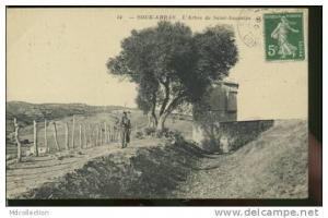 ALGERIE SOUK-AHRAS /  L'arbre de St Augustin  /