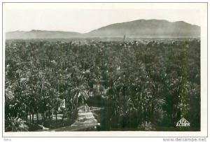 CPSM  Format    CPA    Maroc              Beni  Ounif   Mer Oasis          animée              G-408