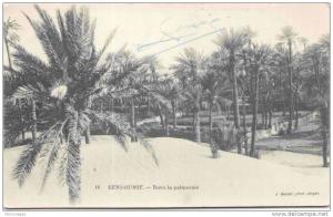 Algérie - BENI OUNIF - Dans la palmeraie