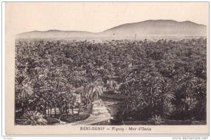 BENI-OUNIF - Figuig - mer d'oasis