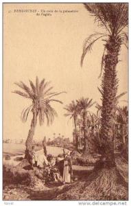 ALGERIE  BENI-OUNIF Un Coin de la Palmeraie de Zaghla