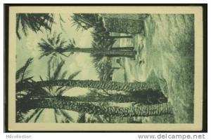 ALGERIE BENI OUNIF /        Palmier      /