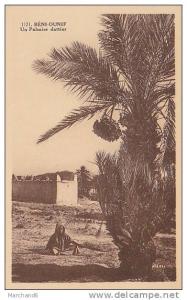 ALGERIE.BENI OUNIF. UN PALMIER DATTIER