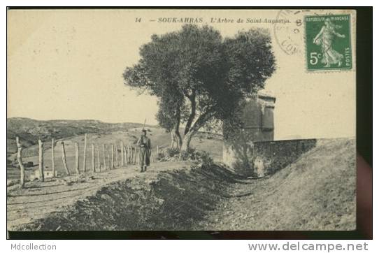 ALGERIE SOUK-AHRAS /  L'arbre de St Augustin  /