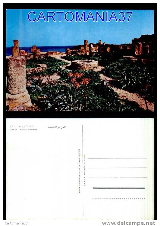 afrique-1061      algerie tipaza ruines