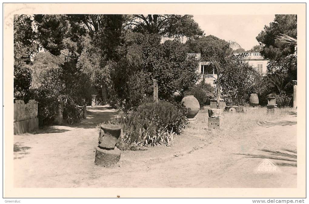 ALGERIE TIPASA ou TIPAZA . Parc Tremaux . Belle Cpsm  