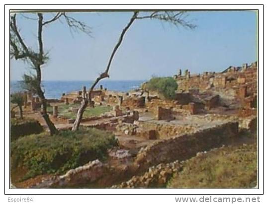 C. Postale  ALGERIE - TIPAZA - RUINES ROMAINES