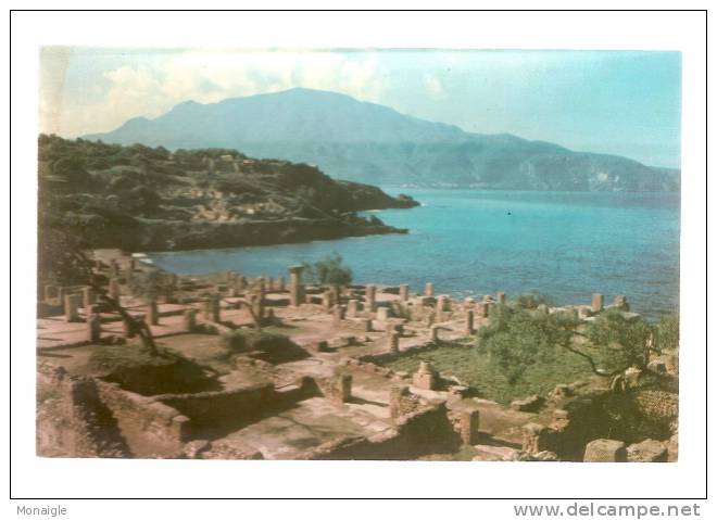 arte postale NEUVE CP ALGERIE  TIPAZA RUINES ROMAINES