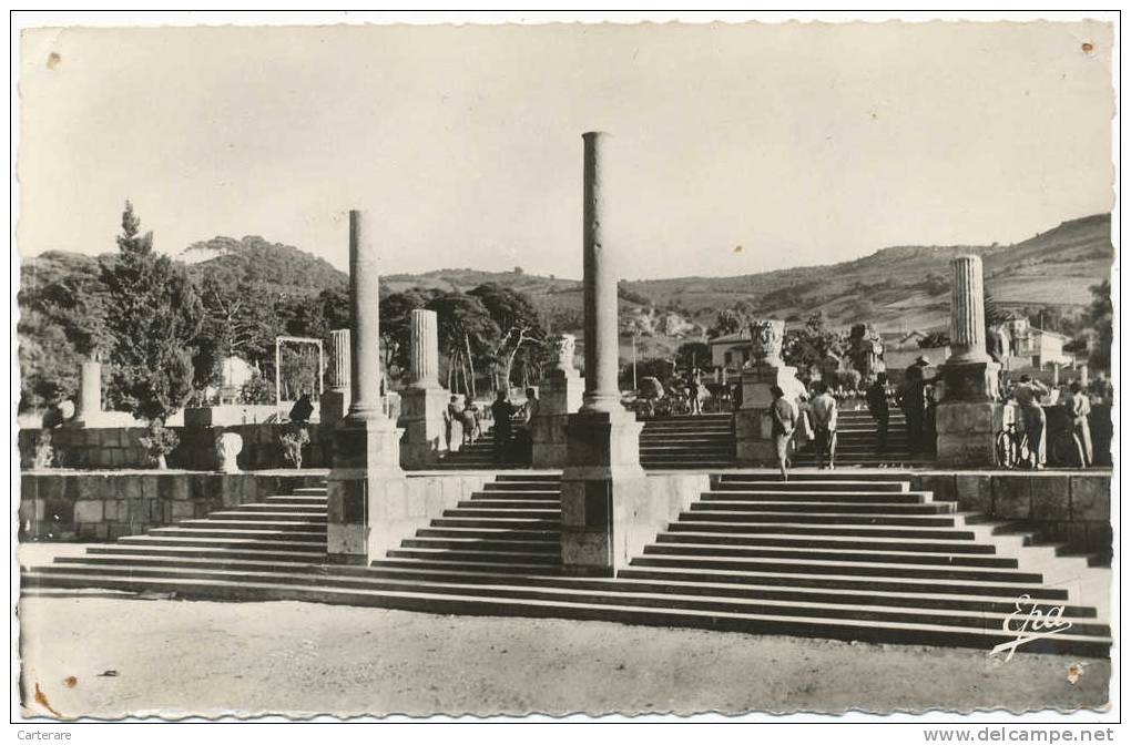 ALGERIE,AFRIQUE DU NORD,époque coloniale Française,wilaya TIPAZA,CHERCHELL,entrée du stade en 1957,antiquité,rare