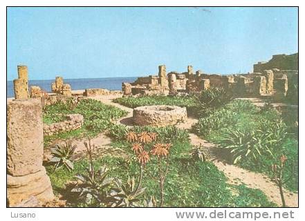 Tipaza - Ruines romaines